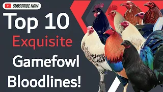 Top 10 Exquisite Gamefowl Bloodlines🐓|𝗕𝗼𝘆𝗮𝗸'𝘇 𝗕𝗮𝗰𝗸𝘆𝗮𝗿𝗱