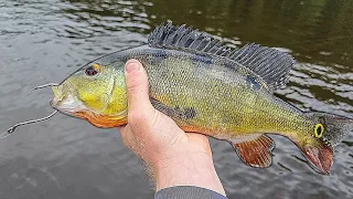 Fishing with PEACOCK BASS FOR BAIT!! (250+ pound monster)