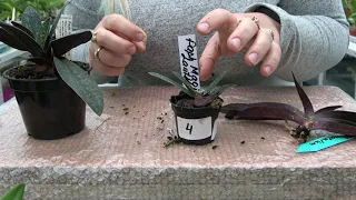 Как наростить корни у башмаков( Paphiopedilum)