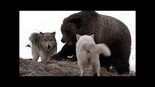 National Geographic Documentary  - Wolves vs Grizzly Bears - Wildlife Animal