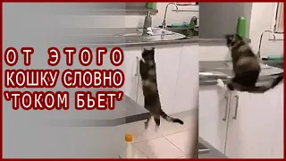 Как отучить кошку лазить по столам