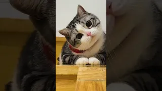 Ахахаха Какие же они все милые🥰💓 #betsy #kitty