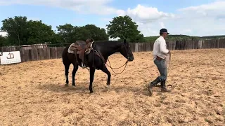 Smoke - May 4th - Hip #24 - 2019 Grey Gelding