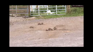 Head Shooting Farm Yard Rats With The Hikmicro Alpex A50T