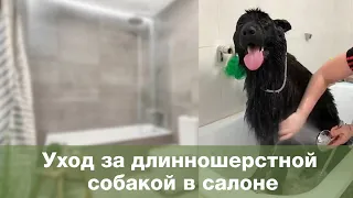 Груминг: мытьё и сушка собаки в салоне / как правильно ухаживать за длинношёрстной овчаркой?