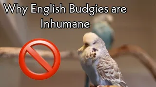 Why English Budgies Are Terrible- and Shouldn’t Be Bred