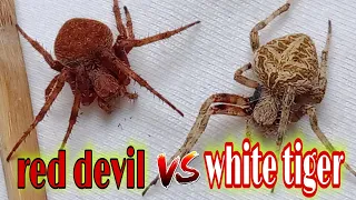 red devil vs white tiger swak ang kagat🔥🕷️💪💯