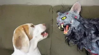 Cute Dog vs. Zombie Cat: Cute Dogs Maymo & Penny