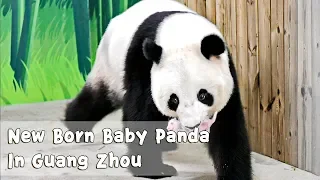 New Born Baby Panda In Chimelong Safari Park In Guangzhou | iPanda