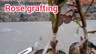 eye grafting of rose/ desi gulab in english / easy grafting ep35