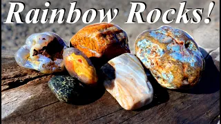 Rainbow Rocks! Rockhounding for Blue Agates, Orange Agatized Wood, and Red Jaspers in Montana!