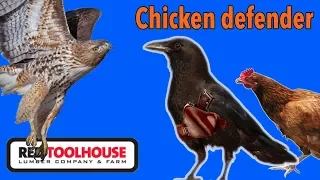 How to keep hawks from killing your chickens