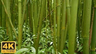 Relaxation Nature 1 Hour- Crackling Bamboo Forest and Rustling Leaves White Noise