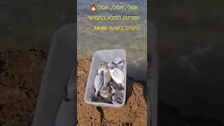 אסלי, אסלי, אסלי 🔥 דיג בוס פשוט וצנוע ב"טעם של פעם" 🐠