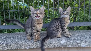 Two cute sister Kittens who look a lot like each other.