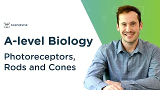 Photoreceptors, Rods and Cones | A-level Biology | OCR, AQA, Edexcel