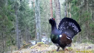 Capercaillie lek 2018