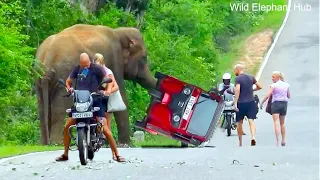 Shocking Surprise: Wild Elephant Attack  Tourists TUK TUK