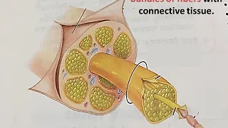 Nerve fiber and nerve