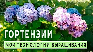 Крупнолистные ГОРТЕНЗИИ. Мои технологии выращивания