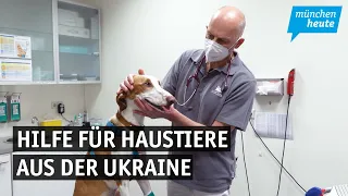 Tierklinik in Haar bietet kostenlose Untersuchungen für Fellnasen aus der Ukraine
