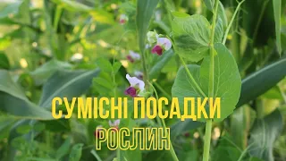 Сумісні посадки рослин