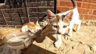 In Sabah, this man is feeding a stray cat and its two kittens in the street