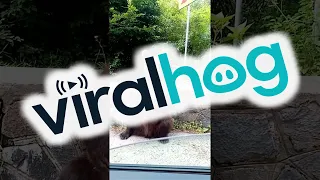 Romanian Brown Bear Greets Motorists || ViralHog