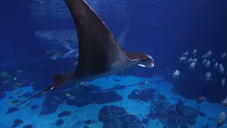 Swimming with Whale sharks | Georgia Aquarium