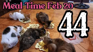 Meal Time | Feb 20 | Chespie | VLOG 44