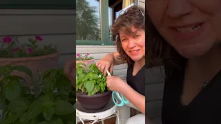 Don't be Scared to Cut your Basil! Here's How to Prune your Basil - It NEEDS it!!