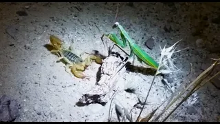 SCORPION VS PRAYING MANTIS!