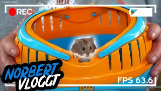 DER GESELLIGE HAMSTER | NORBERT VLOGGT | ZOO ZAJAC