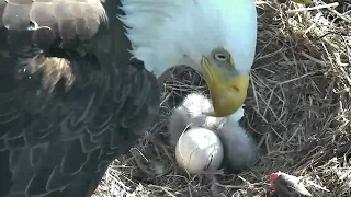 The Home Of The Brave Just Got 2 More Bald Eagles - Newsy