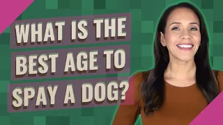 What is the best age to spay a dog?