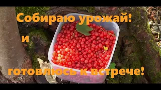 #4 Собираю урожай и готовлюсь к встрече!