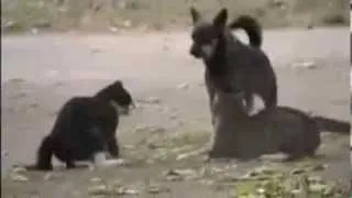 Собака разнимает котов.