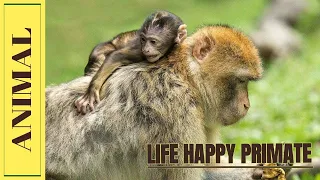 Жизнь веселого примата🐒Life Of A Happy Primate