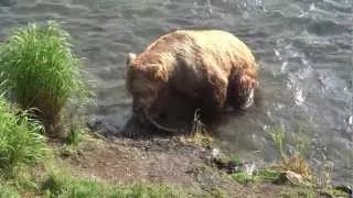 Brooks Falls, Katmai NP, Alaska video compilation 18-07-2012