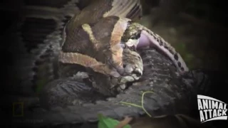 Python vs Alligator   Python Bursts After Eating Alligator