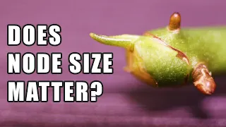 Does Node Size Matter When Propagating House Plants?