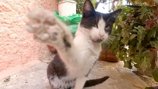 One of the stray cat brothers tries to hit the camera with his adorable paws.