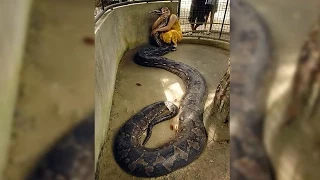 Woman Is Best Friends With Giant Snake