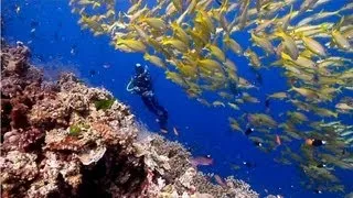 Australia's Great Barrier Reef | beautiful underwater nature | Scuba Diving the Ribbon Reefs HD