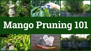 Mango Pruning 101