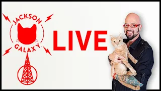 Caturday Live!