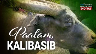 GMA News Feed: Paalam, tamaraw Kalibasib