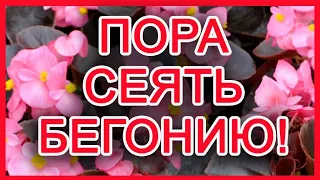 БЕГОНИИ ИЗ СЕМЯН ВЗОШЛИ.  МОЙ СЕКРЕТ ВЫРАЩИВАНИЯ