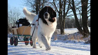 Wagenziehen im Schnee🇬🇧Cart-Pulling in Snow