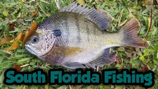 Bluegill Sunfish, Largemouth Bass, and More in South Florida